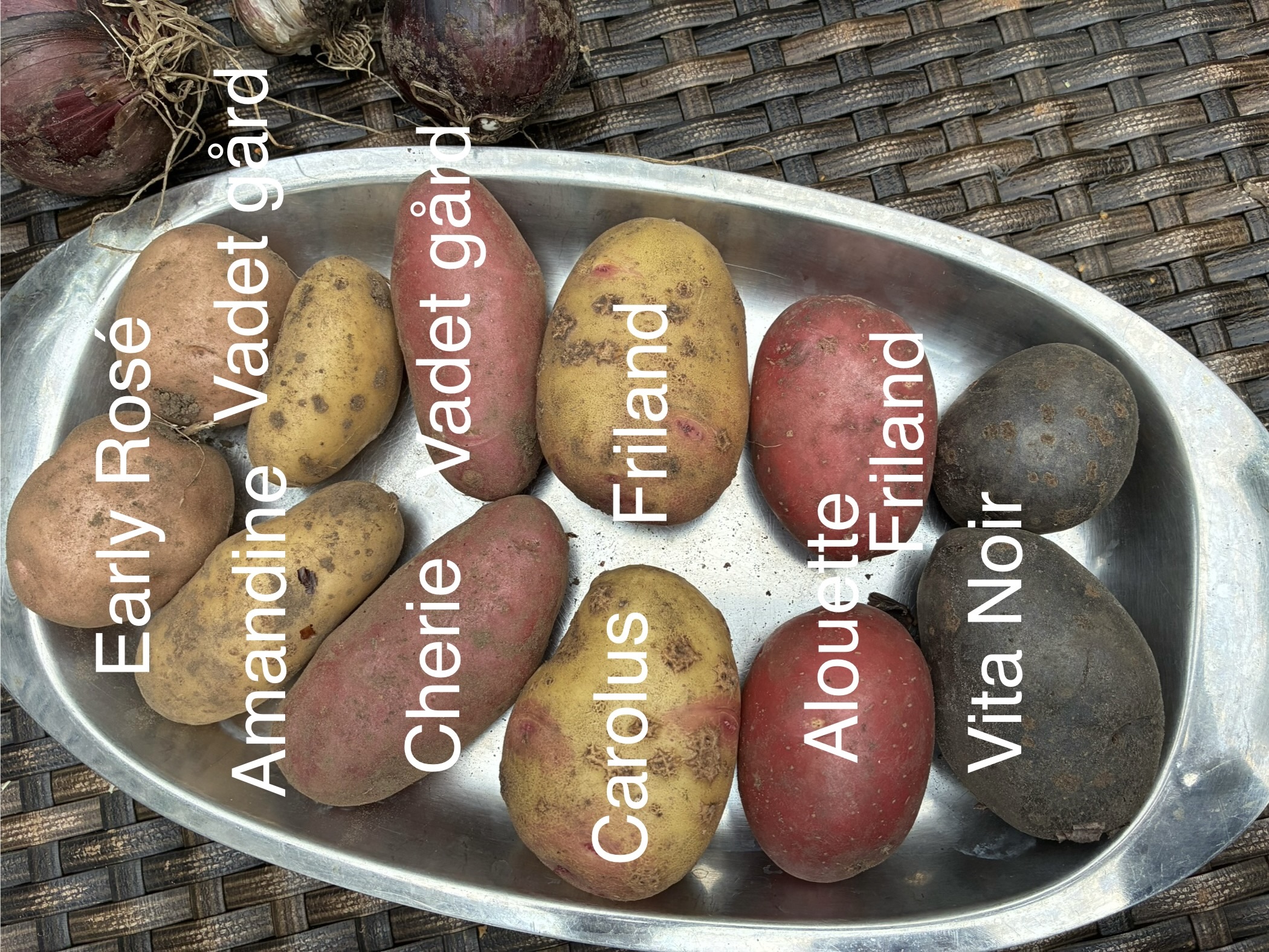 Olika potatissorter