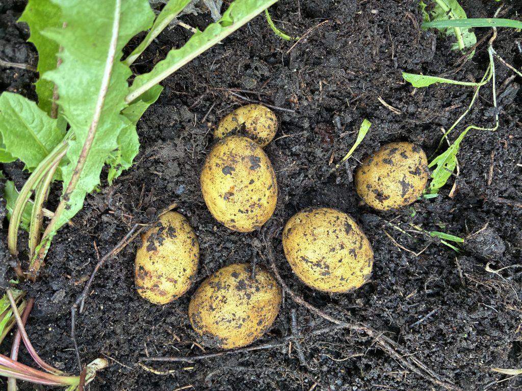 Potatis i jorden