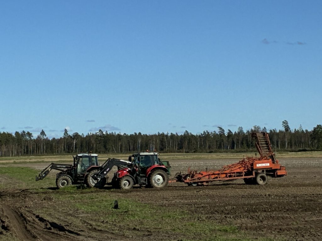 Traktor tar upp potatis ur jorden
