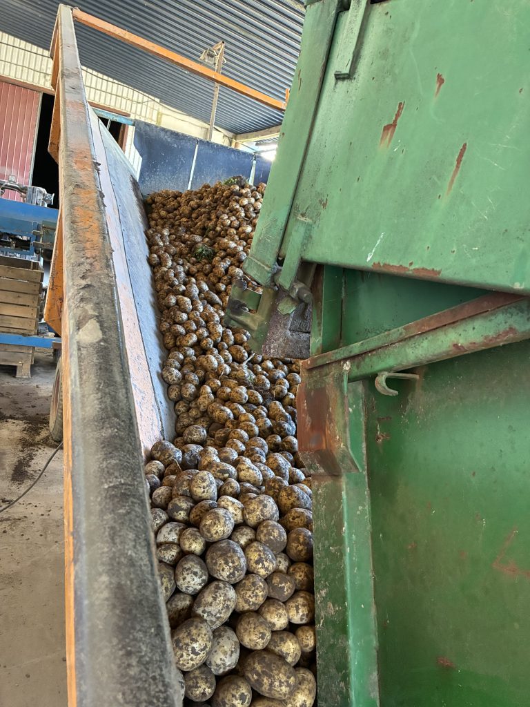 Potatis sorteras